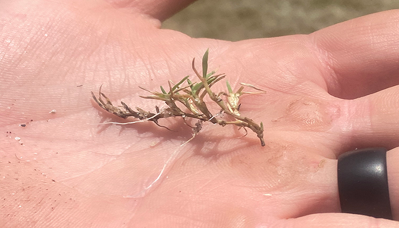 Roots 3 days after sprigging Catawba Mach 1