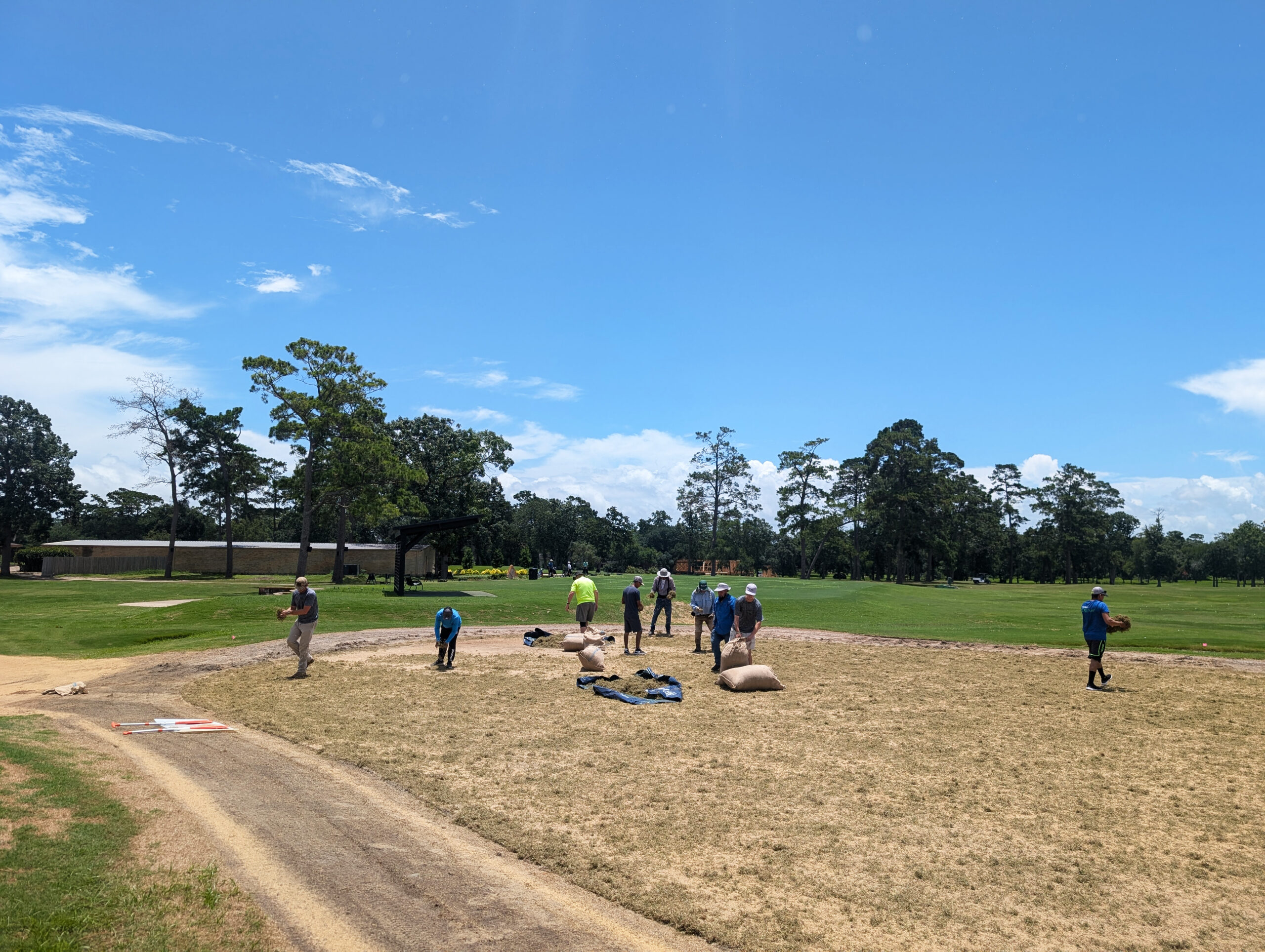 June 17, 2024 sprigging M1 Golfcrest
