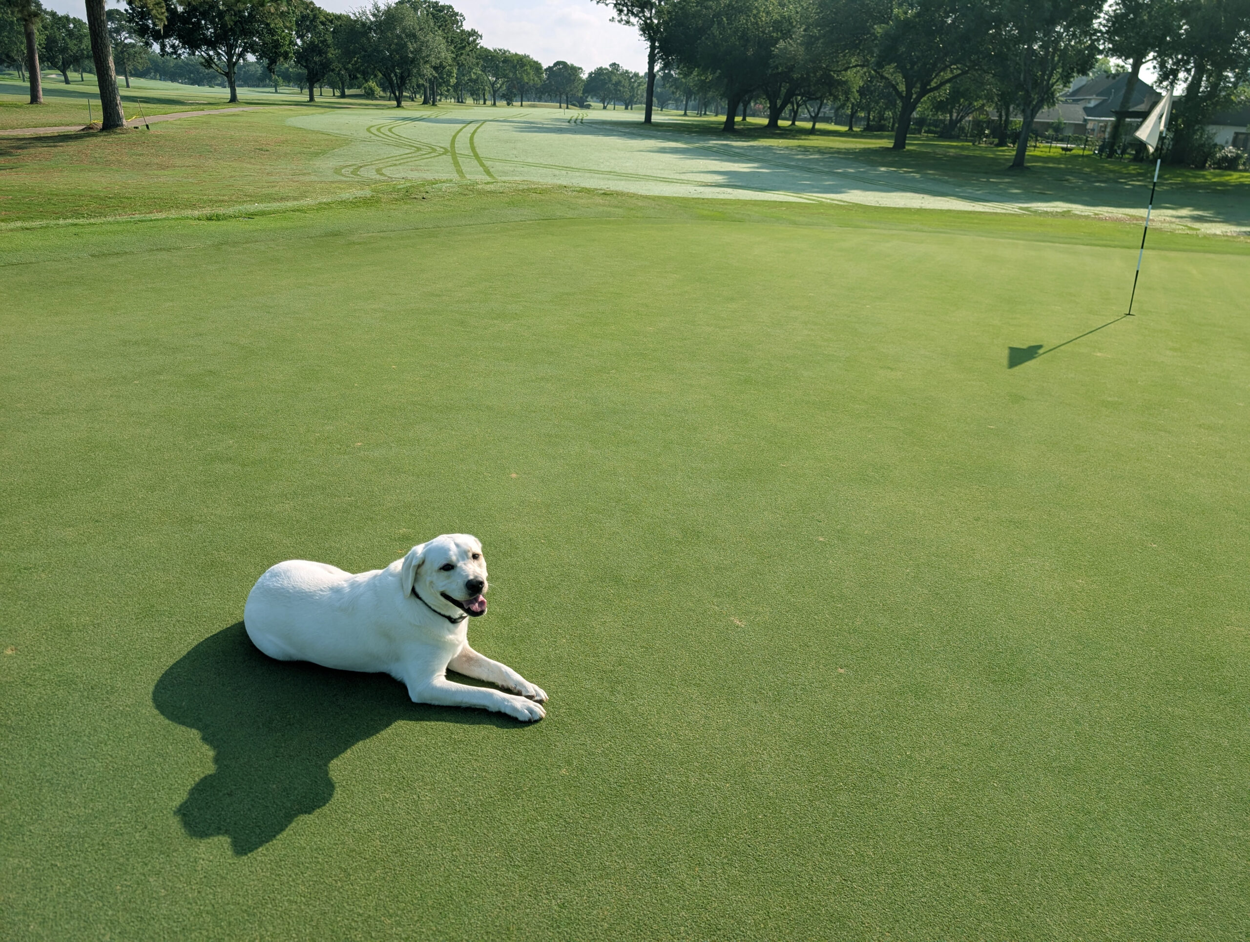 M1 greens with dog Golfcrest